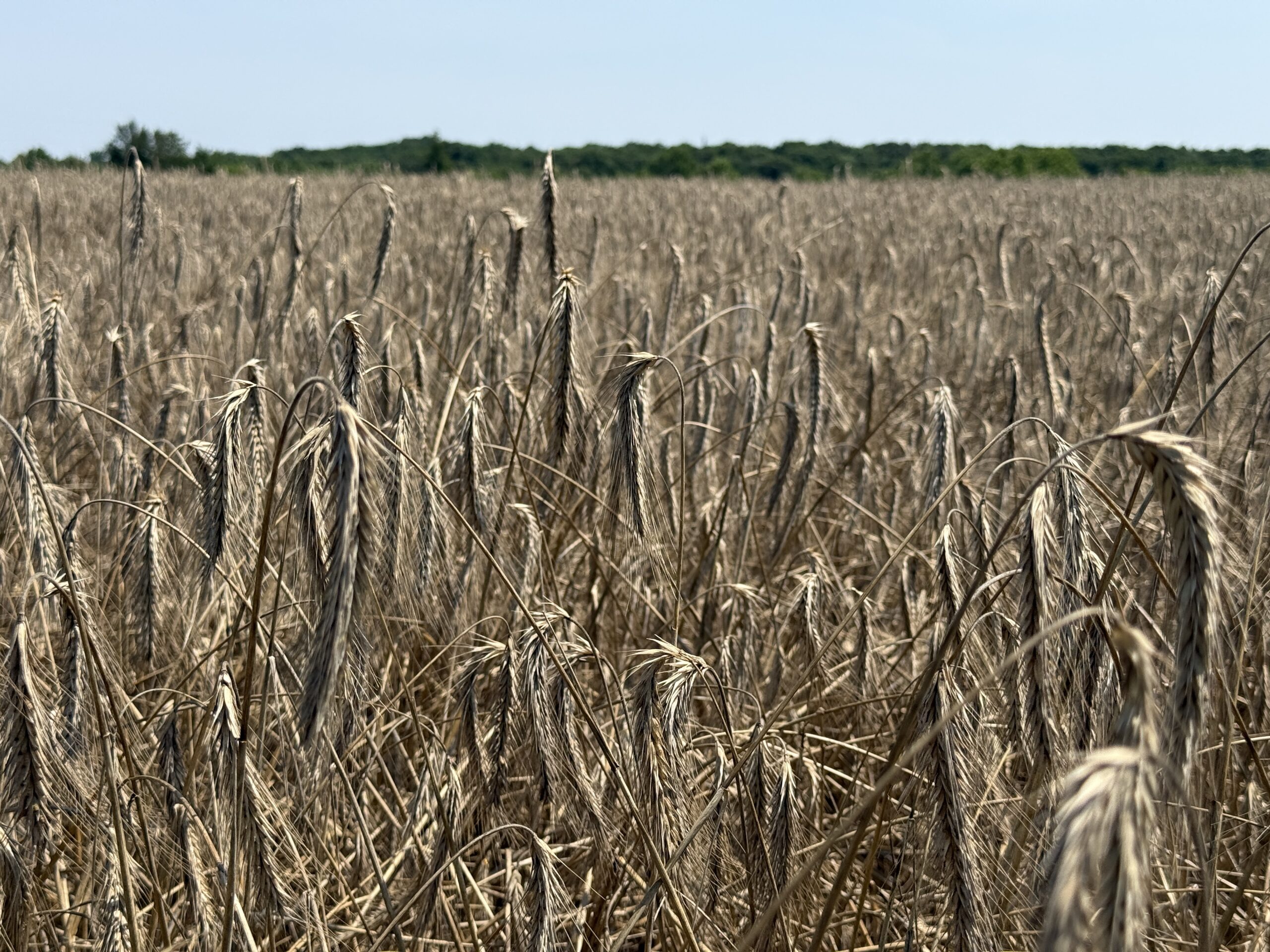 A field of tall, dry Maryland Rye with brown stalks under a clear blue sky, stretching toward a distant green tree line.